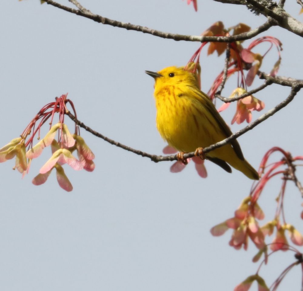 A yellow warbler on a branch looking hopefully into the sky.