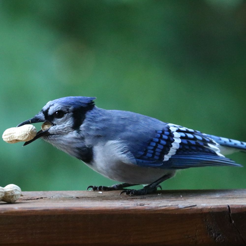 Blue Jay has one peanut halfway down his throat and another grasped in the end of his beak