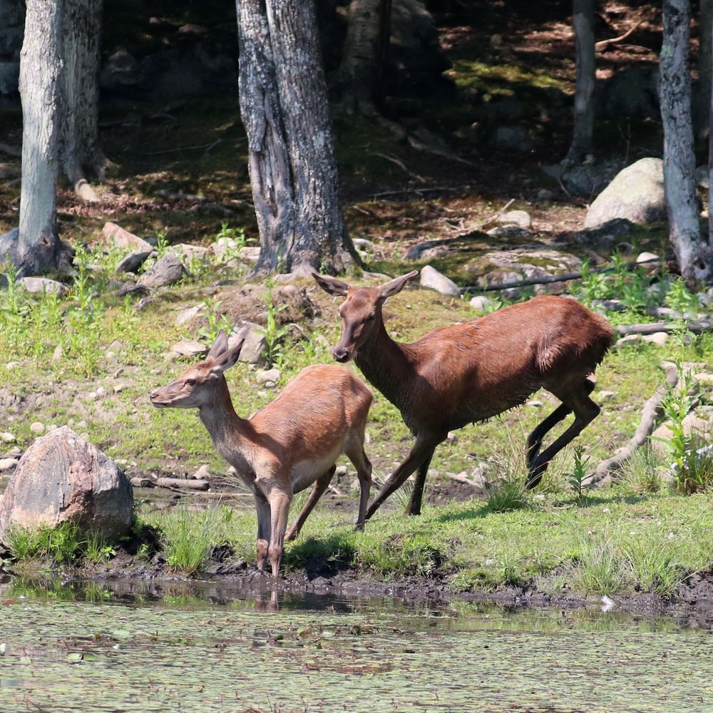 Two red deer by a pond’s edge, with forested bits behind them. One of them, in front, looks young and has its front roles legs in the pond. The one in back, perhaps the mother, is larger and in movement.