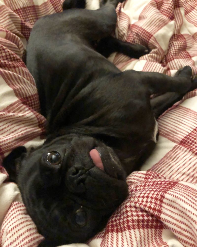 a cute black pug is lying down on a red and white blanket. the doggy has a very cute expression with tongue peeking out. 