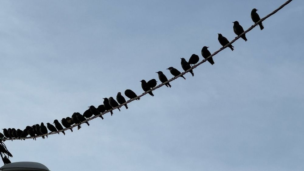 Étourneaux massés sur un fil. 