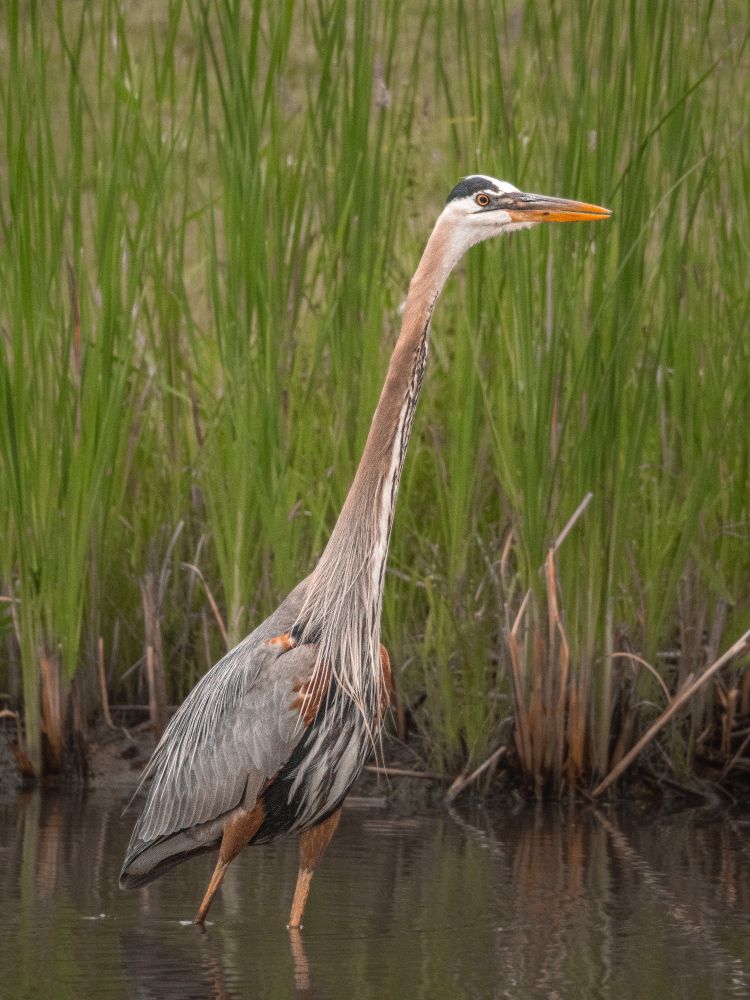 Great Blue Heron wading in a shallow pond.