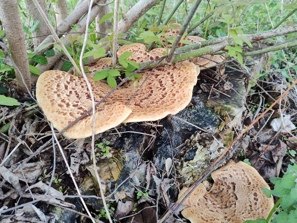 Pheasant back mushrooms? growing on a box elder stump