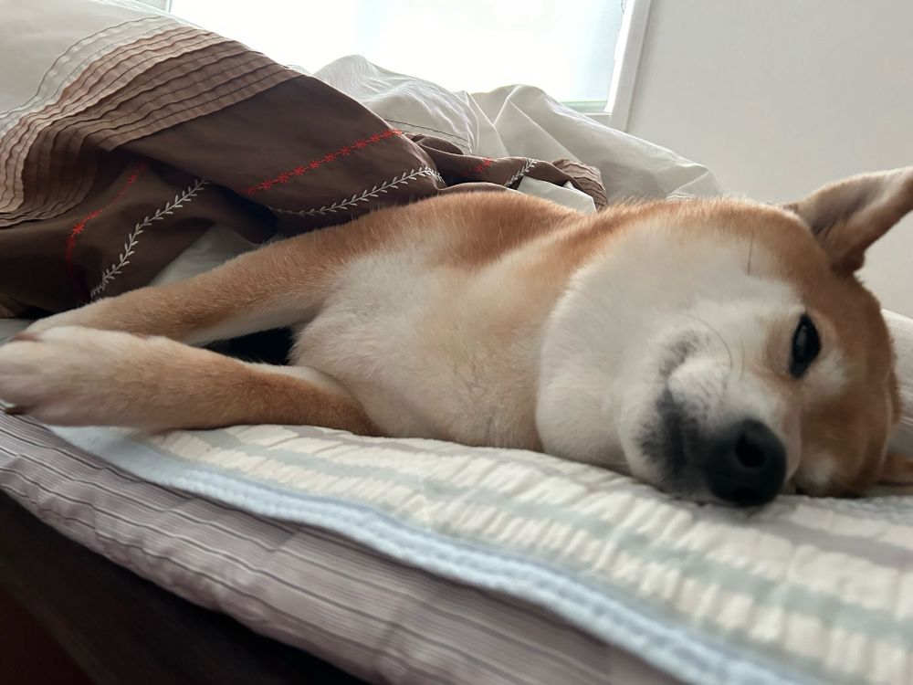 犬