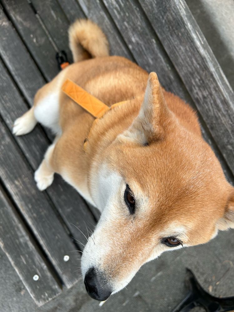 犬🐕