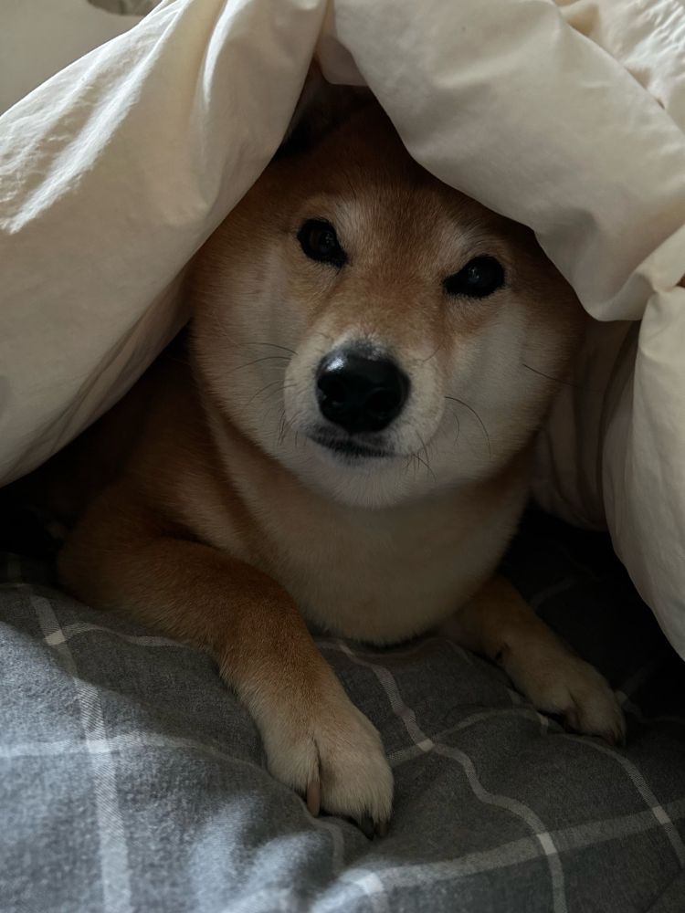 犬🐕