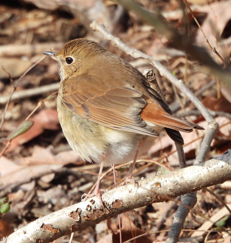 Hermit Thrush, like the ruddy tail