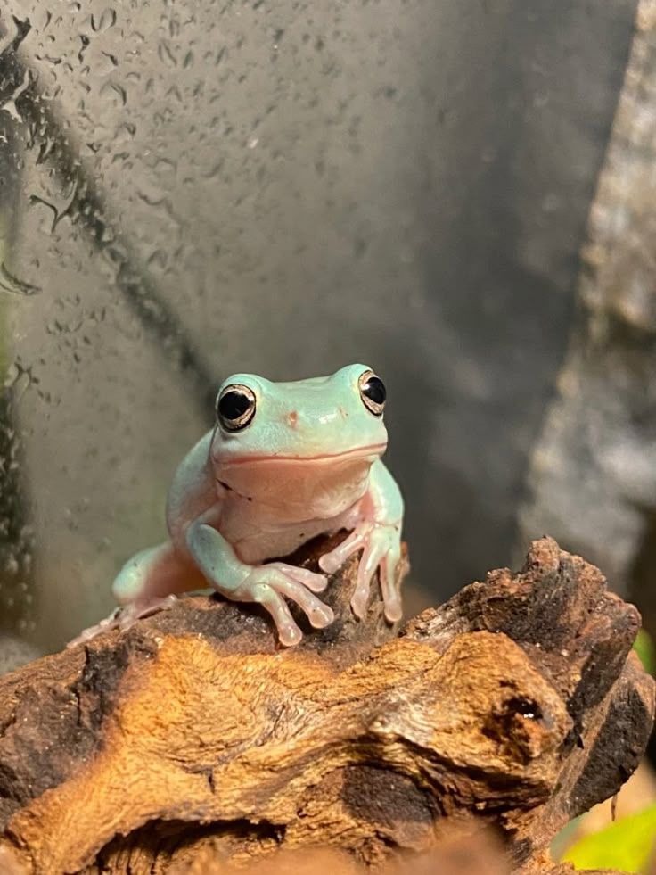 #frog #frogs #froglover #frogsofinstagram #froglife #amphibian #amphibiansofinstagram #cuteanimals #wildlifephotography #naturelovers
#frogsquadofficial