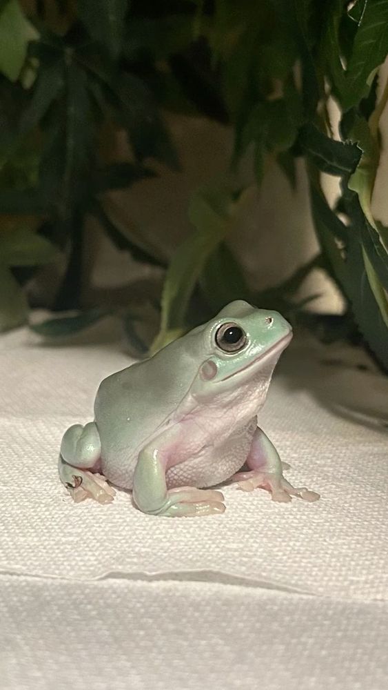 #frog #frogs #froglove #frogoftheday #froggyvibes #ilovefrogs #frogfans #frogworld #frogfun #frogobsessed #frogcollection #frogsareawesome #herping #animalplanet #earthbeauty #natureshots #frogsquadofficial