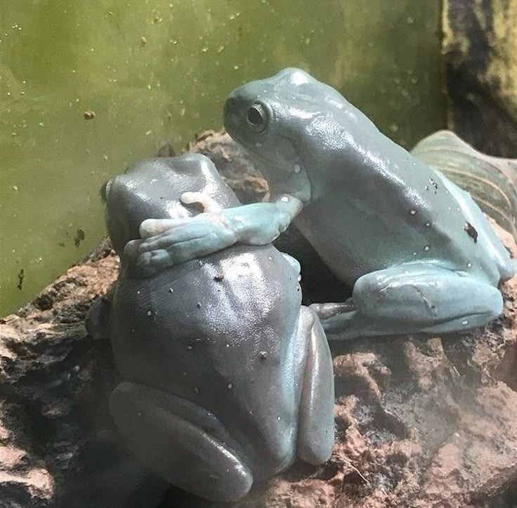 #frog #frogs #froglove #frogoftheday #froggyvibes #ilovefrogs #frogfans #frogworld #frogfun #frogobsessed #frogcollection #frogsareawesome #herping #animalplanet #earthbeauty #natureshots #frogsquadofficials