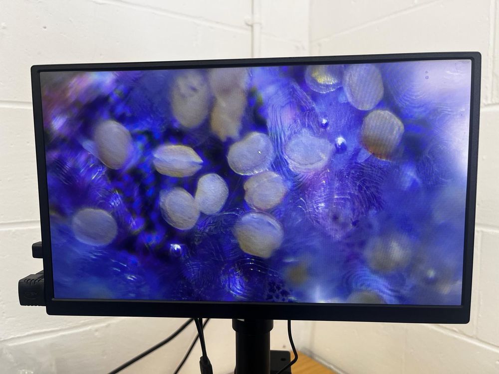 Juvenile mussels just after dropping off fish