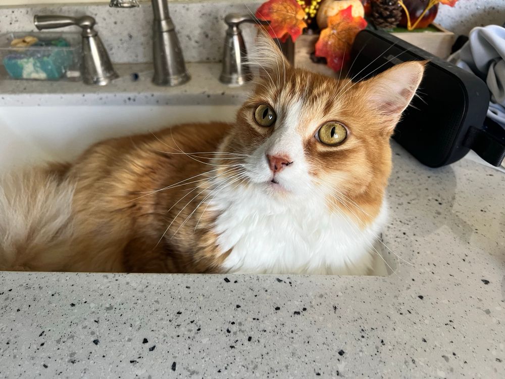 an orange and white cat laying in a sink. he is giving the photographer a strange look