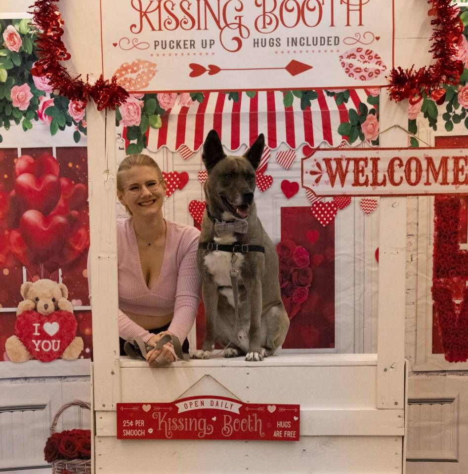 A large decorative booth made from a wooden pallet painted white is labelled "Kissing Booth" and has many red decorations on it. On the tabletop of the kissing booth sits a large grey dog with white paws and a white stomach. Next to him, leaning on the tabletop, is a smiling pale woman with blonde hair and a pink shirt.
