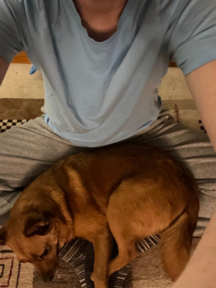 Dog curled up in the space created while performing a butterfly stretch. 