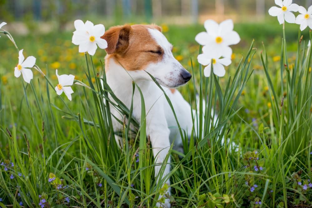 Quercetin for Dogs: Uses and Benefits | Great Pet Care