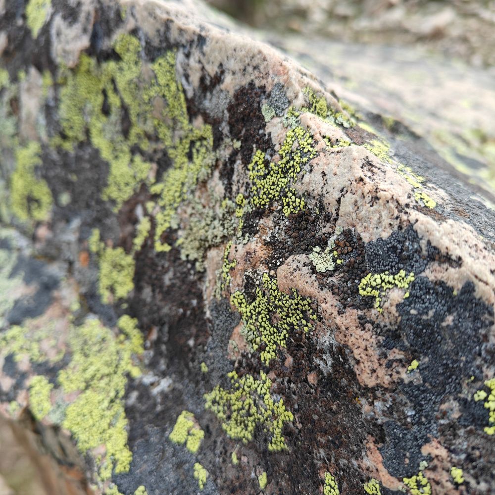 Knobbly green lichens clinging to the side of a boulder.