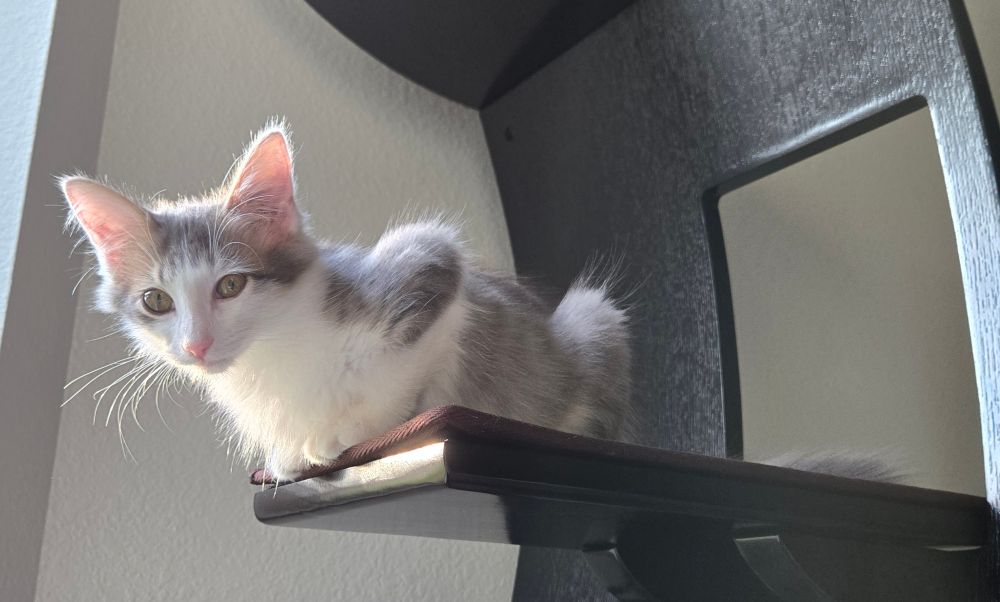 Grey and white kitten perched on a wooden shelf 