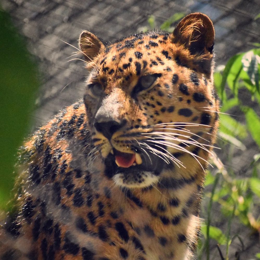 Close up profile shot of an Amur leopard who has their mouth open and tongue partially out in a pant 