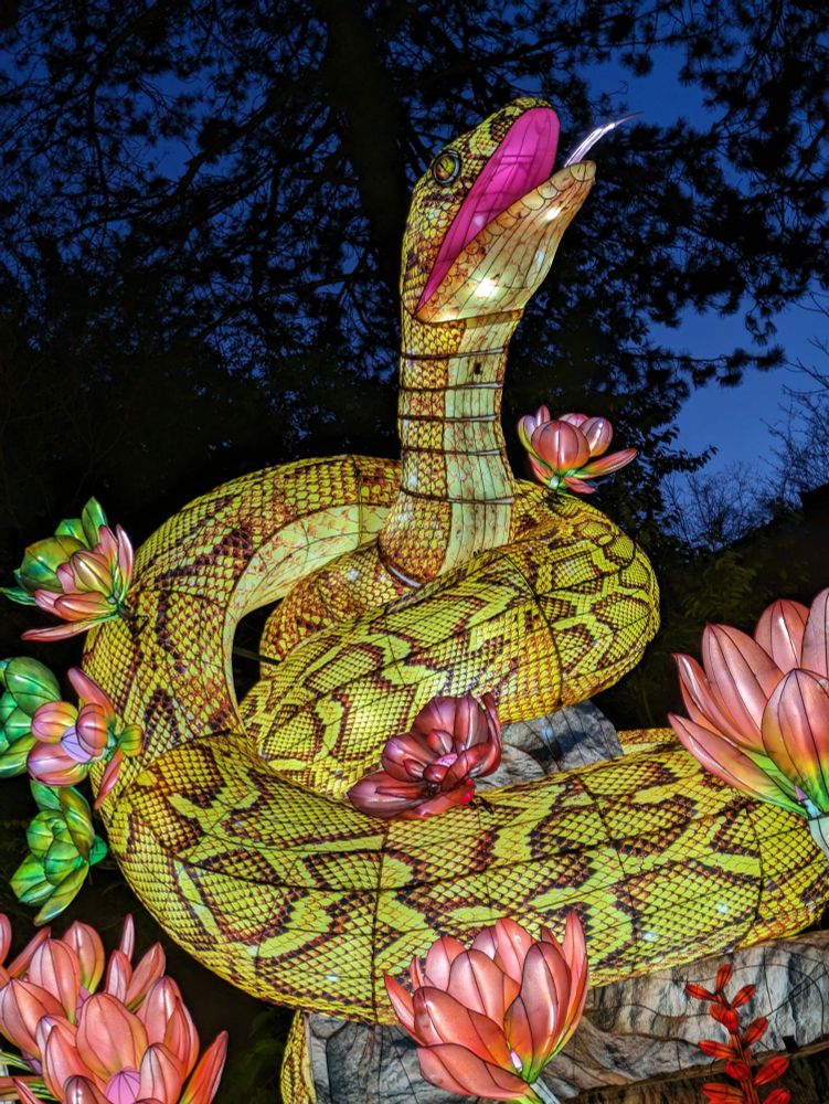 Illuminated paper lantern sculpture of a coiled snake 