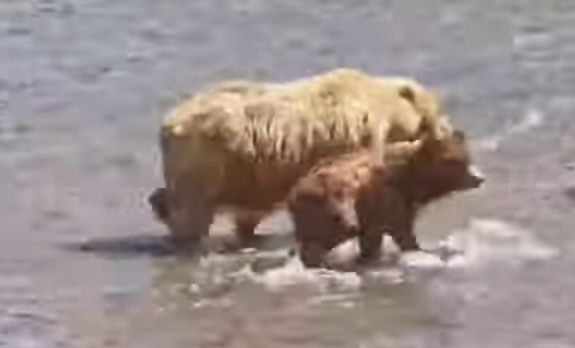 Golden mama brown bear and one year old cub walking in river
