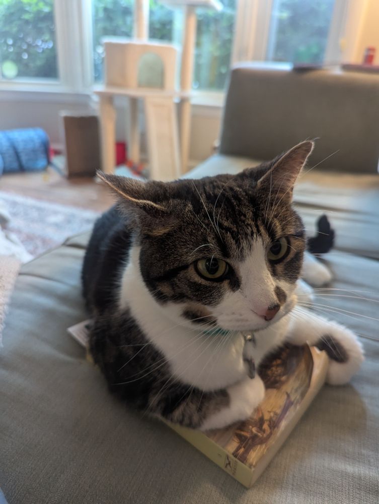 A bicolor tabby cat sitting on a book