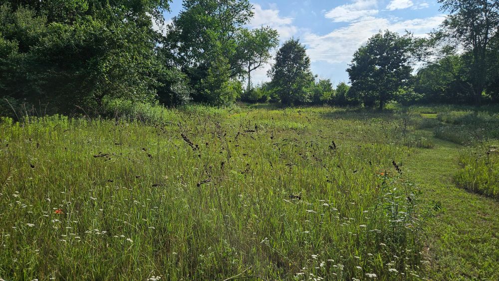 A sunny prairie populated by knee high grasses, last year's tall brown seed heads of bush clover, a sprinkling of orange blanket flower, and the white flowers of common yarrow. There are mature trees in the distance, and a meandering path is visible on the right side of the photo. 