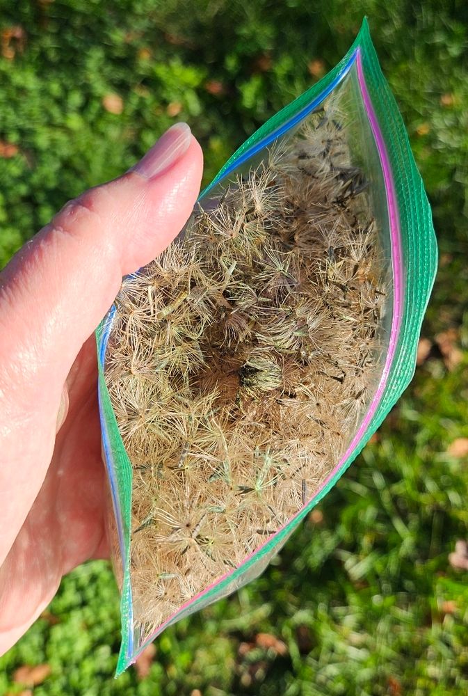 Picture of my hand holding a small zipper baggie stuffed full of the parachuted seeds of Liatris. They look feathery and pale brown. 