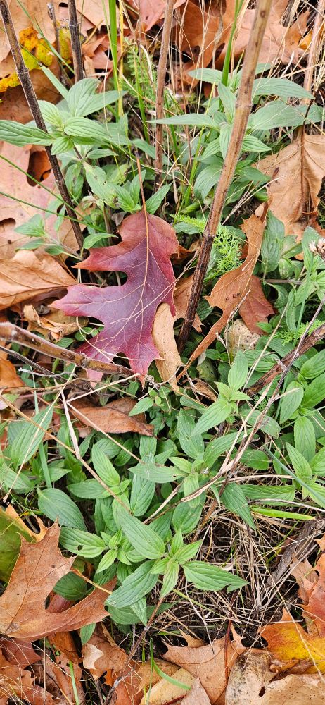 The base of the same spotted horsemint plant, showing new growth (narrow, sword shaped leaves) that will stay mostly green through the winter. It might turn a bit red, but the icy wind doesn't seem to damage it much now that we no longer have snow on the ground all winter, thanks to global warming. 