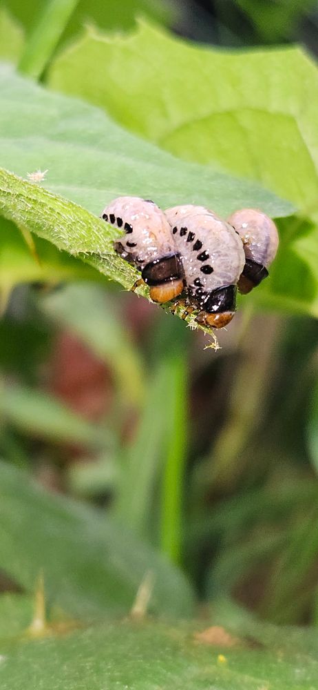 Four ladybug pupae on the edge of a gnawed leaf. The pupae are white, domed, and translucent, with a row of black dots arching along the sides of each.