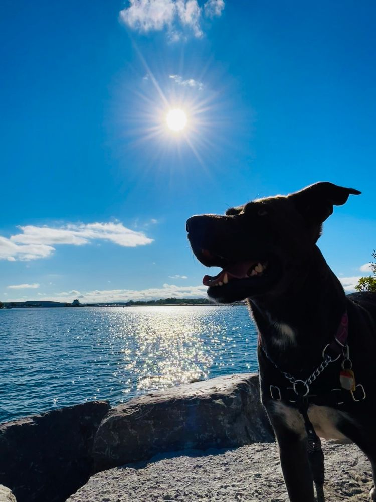 Photo of a brown dog standing on rocks in front of the lake. Sparkling water and sun in the background