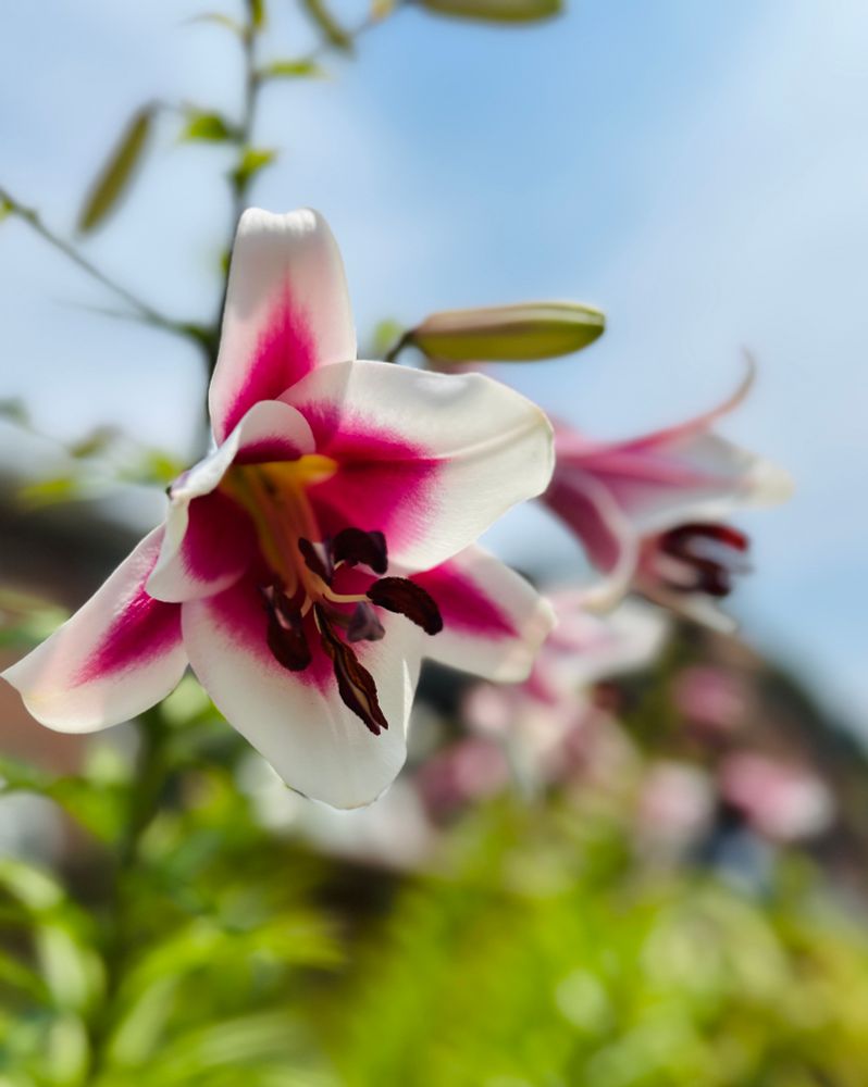 Photo of white lilies with red/pink throats. Blurry background.