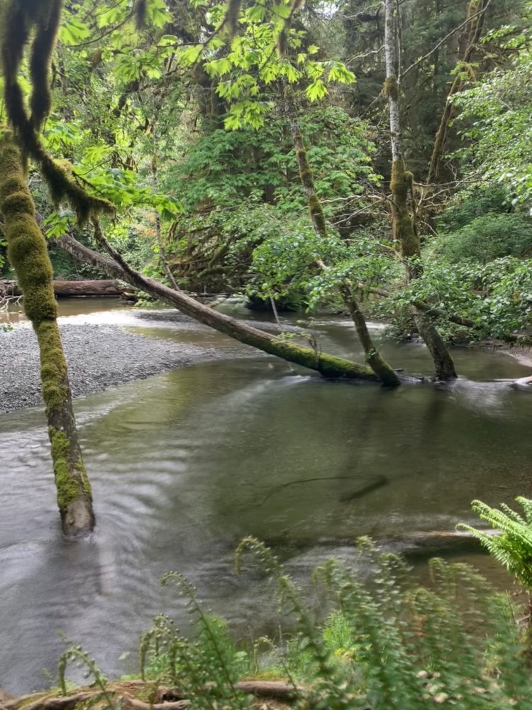 photo of trees and streams in an ancient forest on Vancouver island.