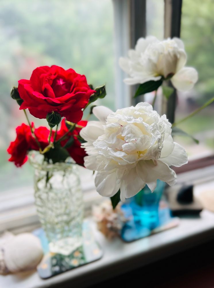 Photo of red roses in a glass case and white peonies in a blue glass on a window sill. Shells on the left. Little stones on the right.
