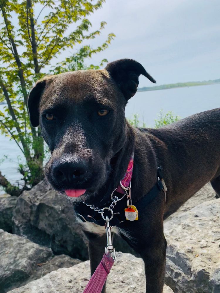 Photo of a brown lab with white fur on her chest and a pink collar standing on a rock in front of a lake snd tree sticking her tongue out.