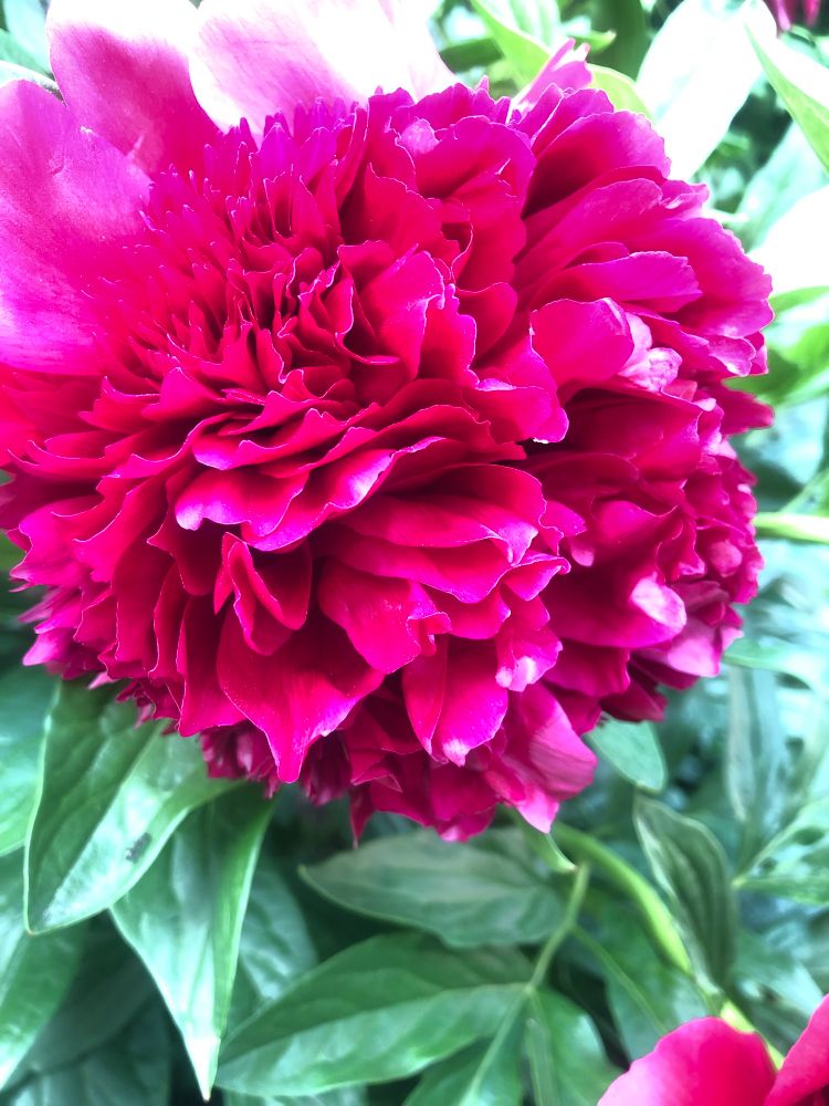 Photo of a deep pink peony. Green leaves.