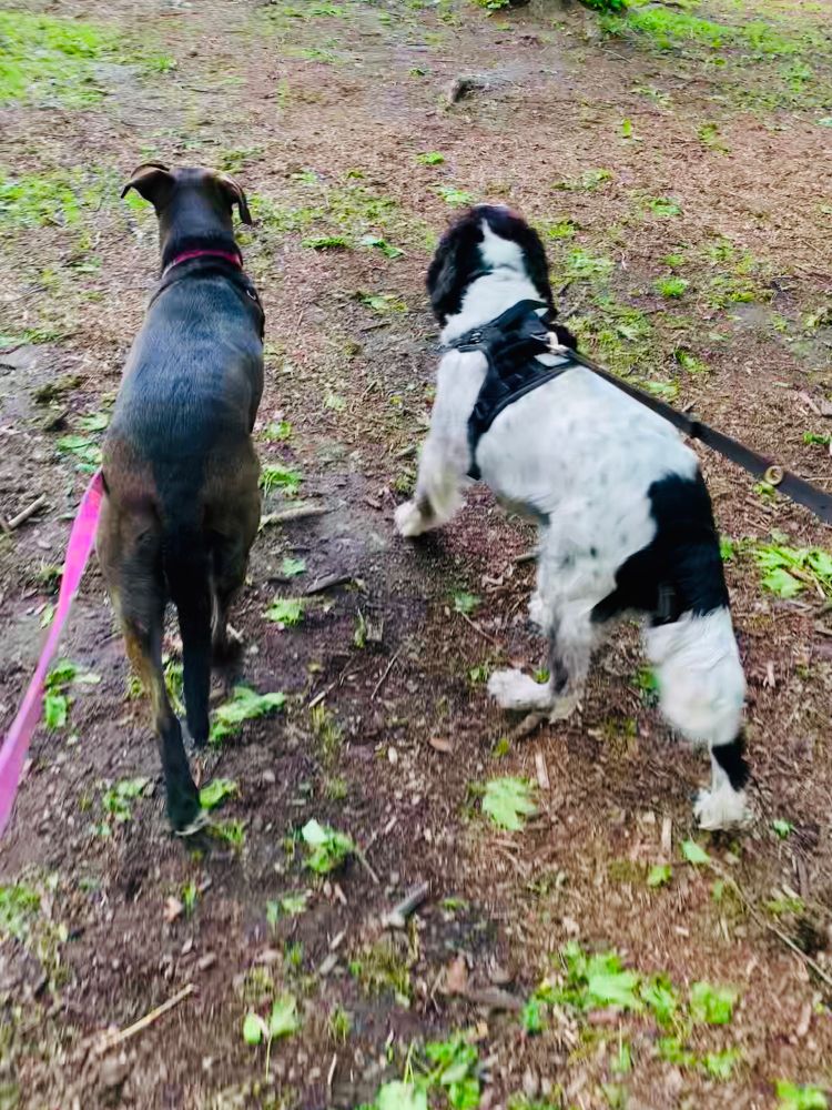 Photo of a brown lab with a pink leash and a white and black spaniel in a path in the park. Green maple keys on the ground, dirt path with bits of grass