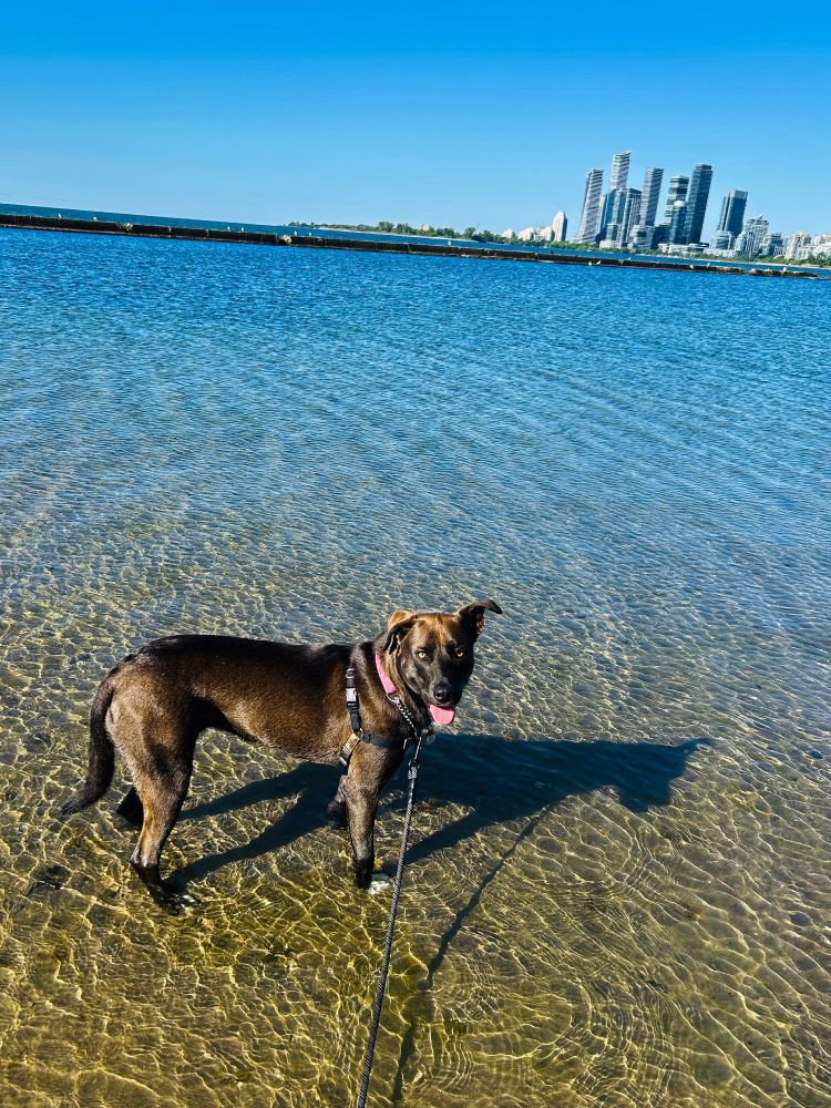 photo of a brown dog with golden eyes standing in shallow water of a lake. ripples around her in the water. in the background are tall buildings