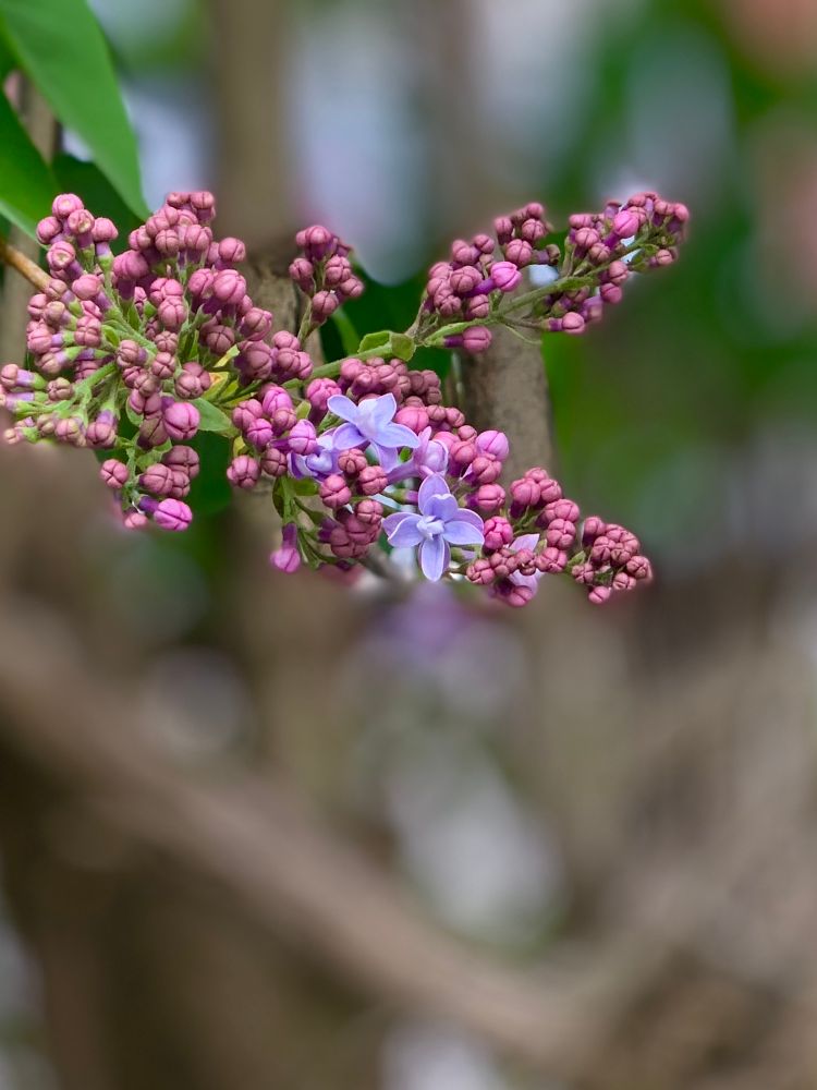 Photo of a lilac branch with just a couple of blooms open. 
