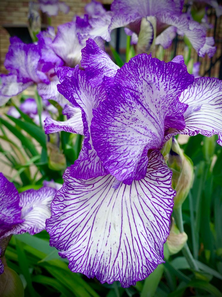 Photo of a white & purple iris. Green leaves 