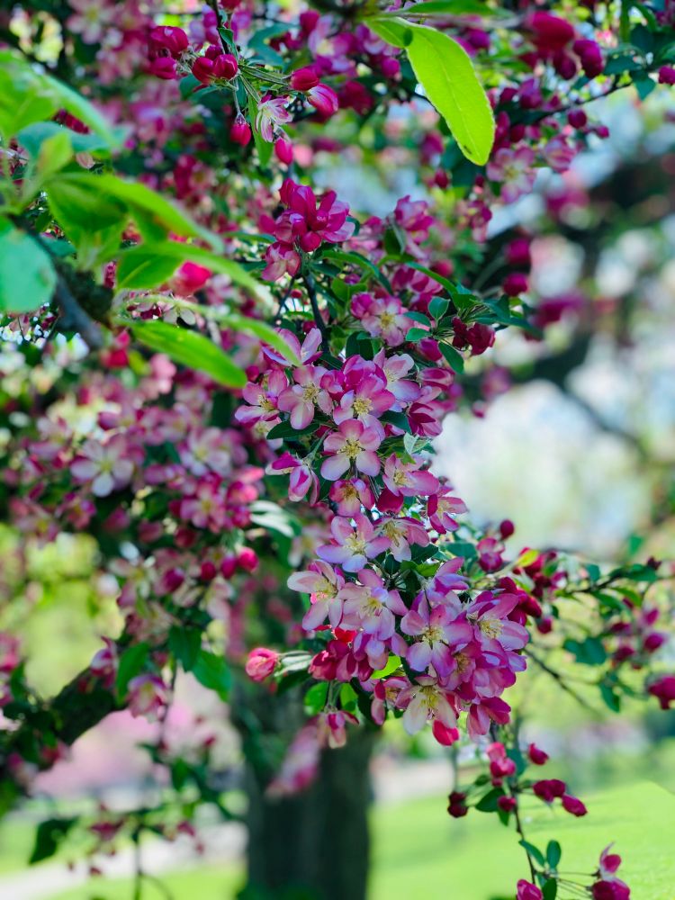 Pink, white & red blooms on a tree. Grass and tree trunks in the background.