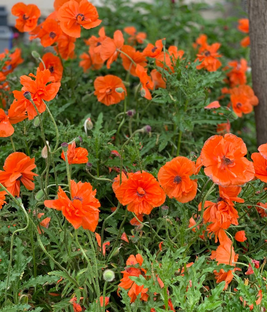 Photo of orange poppies and green leaves