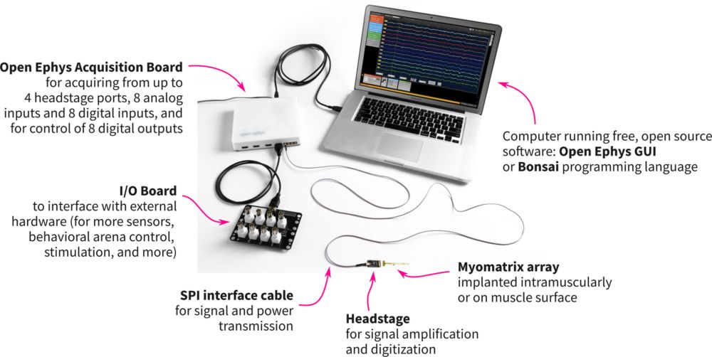 Looking at single motor units during behavior with our Acquisition Board  — Open Ephys