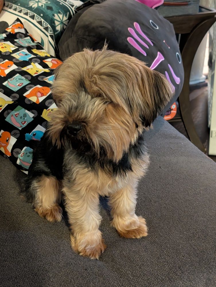 Yrsa, a black & tan Yorkie sitting on a couch.