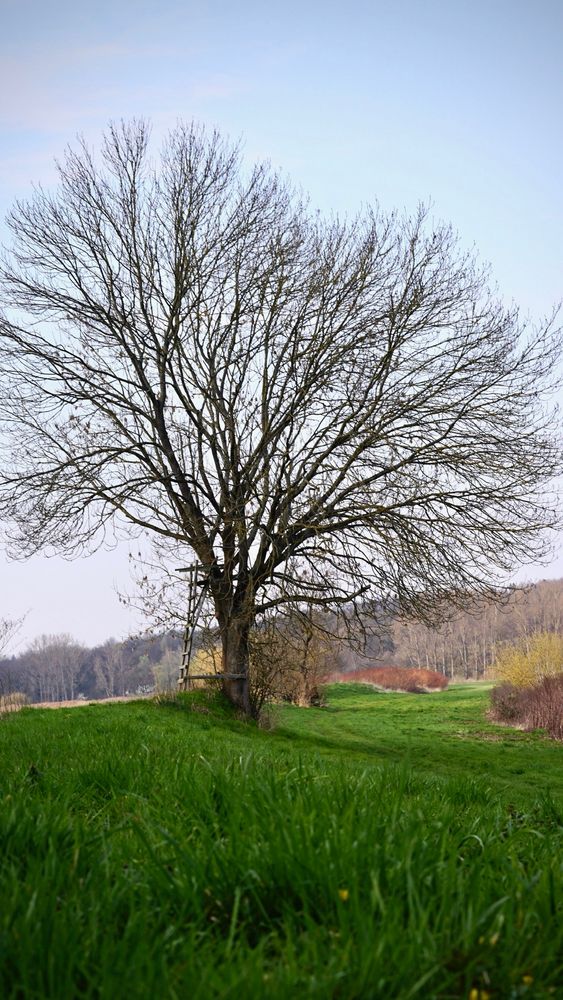 A leafless tree stands alone in a green meadow under a pale blue sky. A simple wooden ladder leans against its trunk, and the grass in the foreground glows in the soft daylight. The scene feels peaceful and natural, capturing early spring or late autumn calmness.