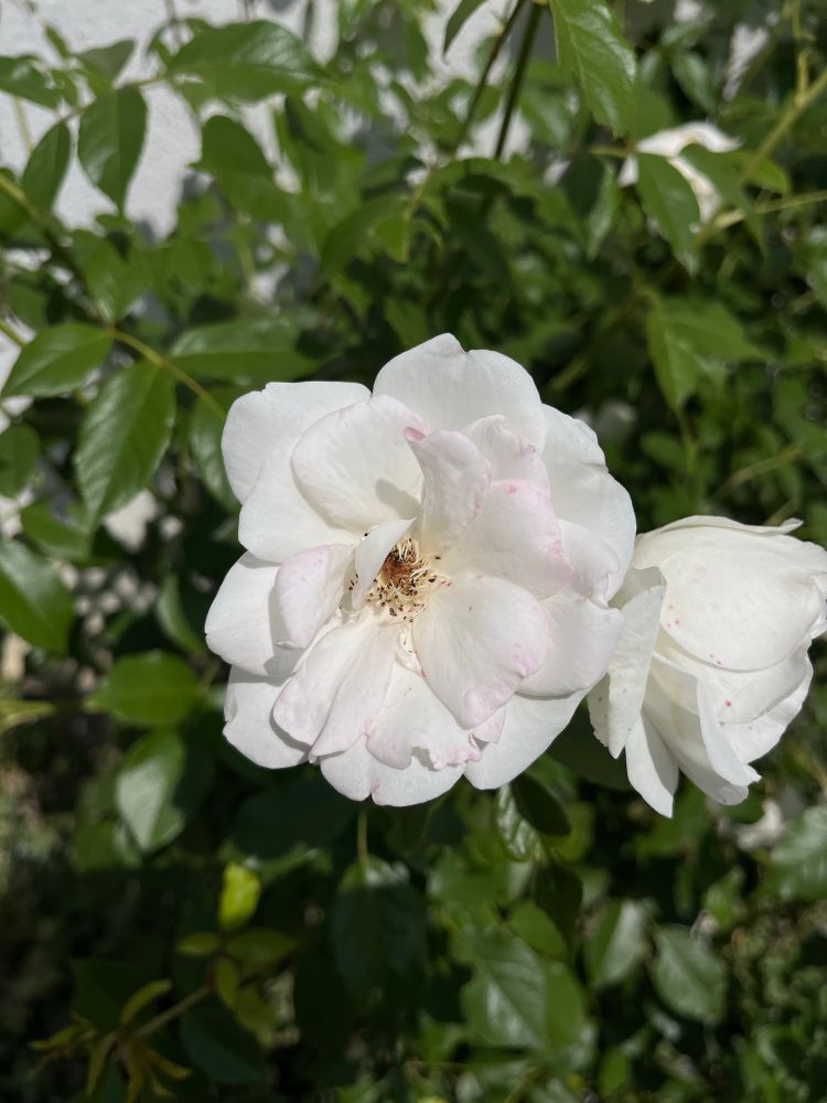 A sunlit white rose with slightly pink-tinted edges, surrounded by rich green foliage. The petals show natural signs of aging.