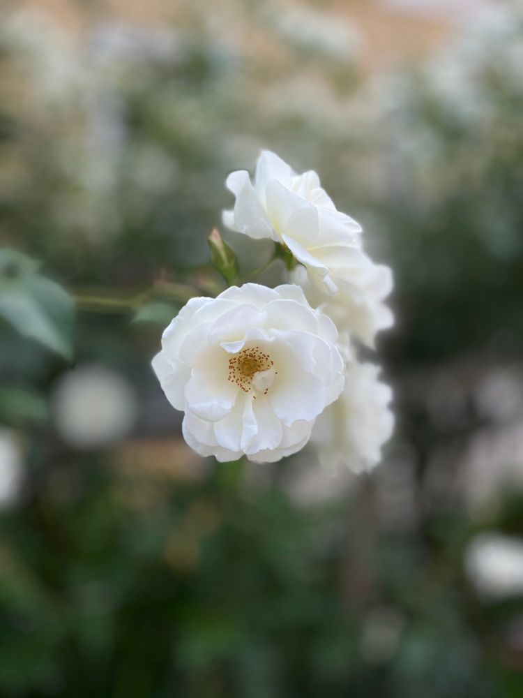 A white rose in sharp focus against a soft, greenish blurred background. The bloom appears fresh and flawless.