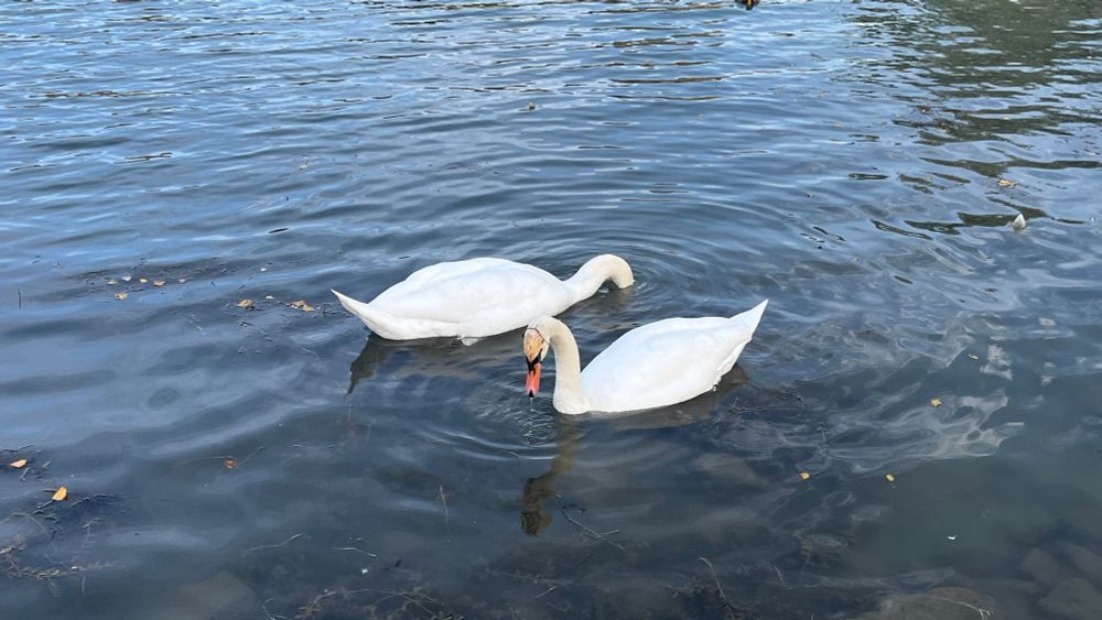 Two white swans swim side by side on calm blue water, one dipping its head beneath the surface while the other looks forward, creating ripples around them.
