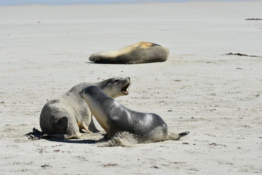 Two Australian sea lions on a white sand beach biting at each other