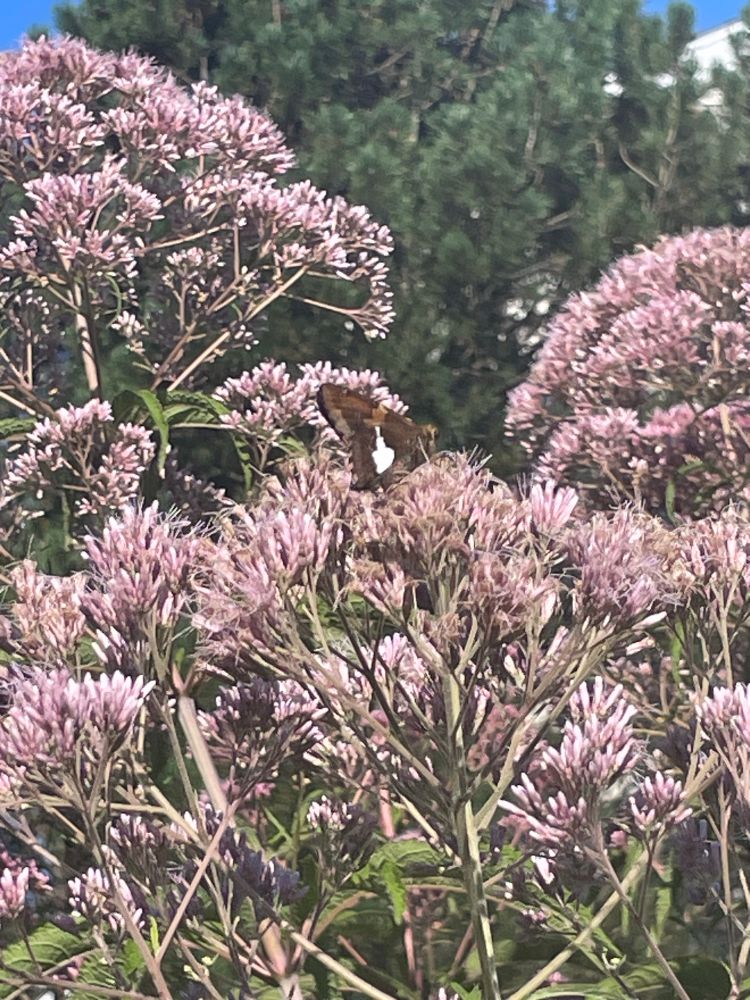 Purple stringy flowers (Joe Pye Weed) with a silver spotted skipper (a brownish butterfly with a white spot)