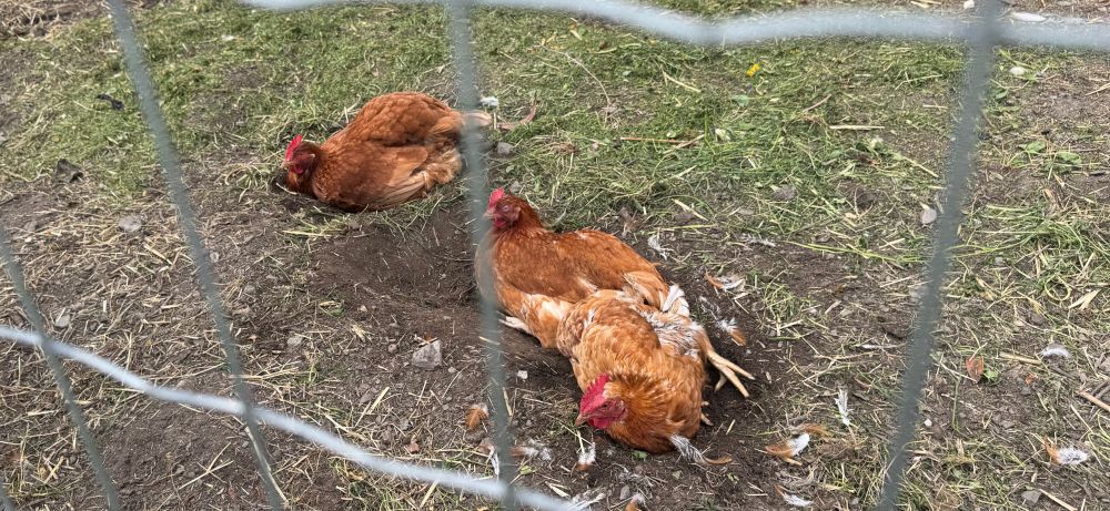 Hühner graben eine Mulde. 